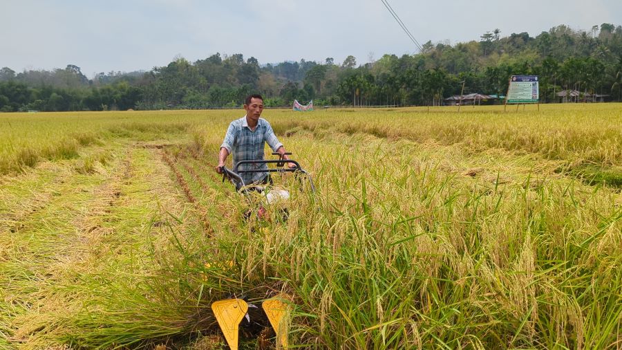 রাঙ্গামাটিতে সমলয় চাষাবাদের কম্বাইন হারভেস্টারের মাধ্যমে ধান কর্তন